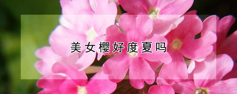 美女樱好度夏吗(美女樱夏天休眠吗)