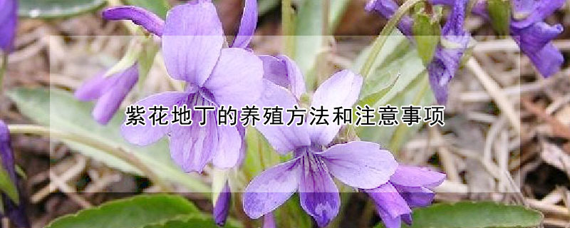 紫花地丁的养殖方法和注意事项(紫花地丁的栽培方法)