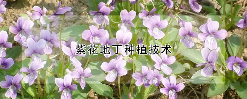 紫花地丁种植技术(紫花地丁盆栽种植)