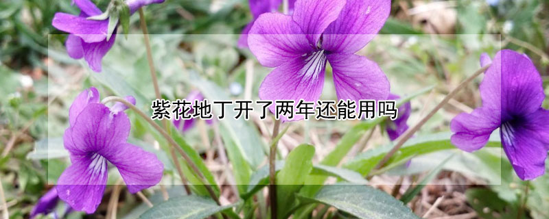 紫花地丁开了两年还能用吗(紫花地丁开封后多久不能用)