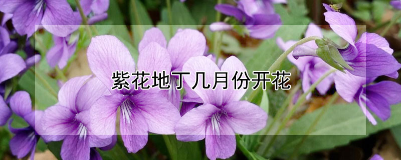 紫花地丁几月份开花(紫花地丁花期)