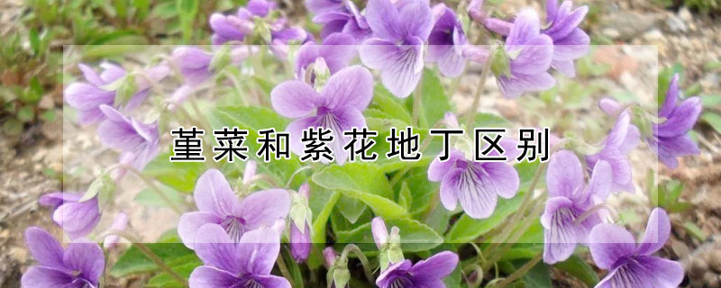 堇菜和紫花地丁区别(紫花地丁和紫堇)