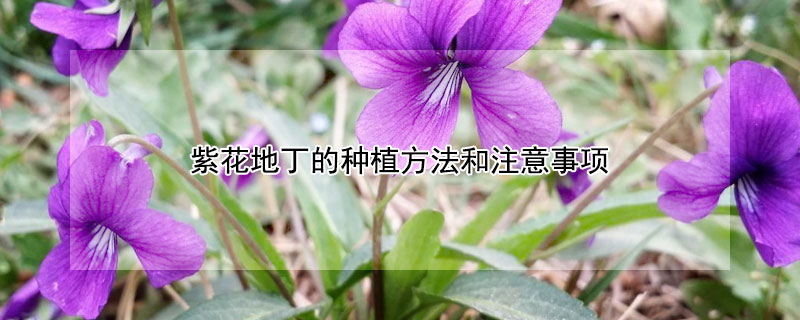 紫花地丁的种植方法和注意事项(紫花地丁如何盆栽)