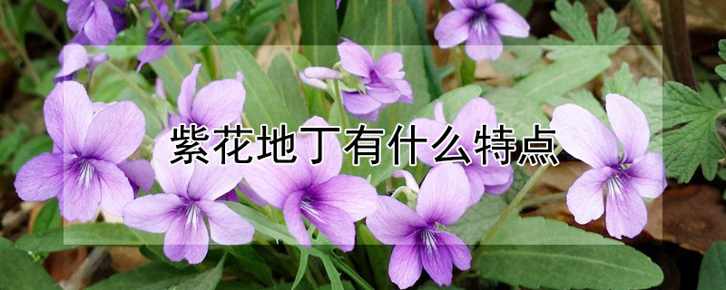 紫花地丁有什么特点(紫花地丁区别)