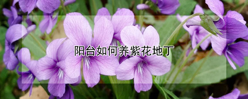 阳台如何养紫花地丁(紫花地丁的养殖方法及注意事项)