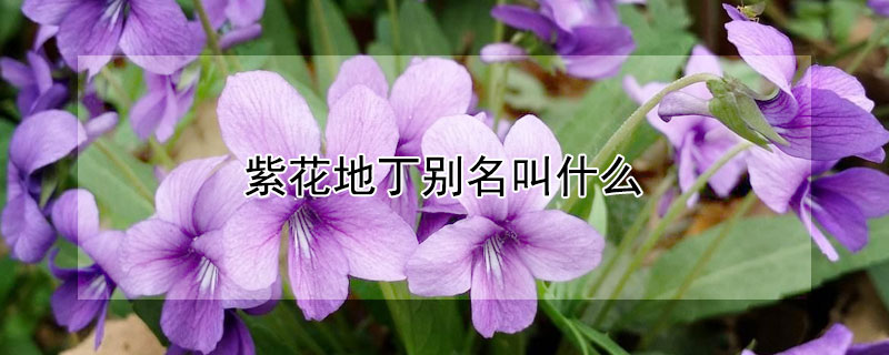 紫花地丁别名叫什么(紫花地丁俗名)