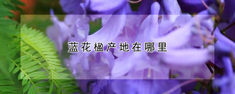 蓝花楹产地在哪里(蓝花楹分布)