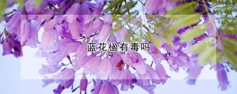 蓝花楹有毒吗