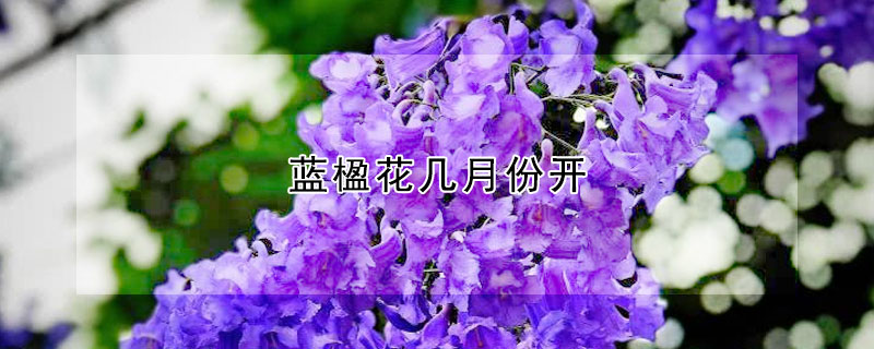 蓝楹花几月份开(蓝楹什么时候开花)