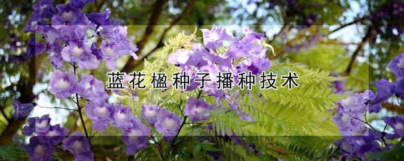 蓝花楹种子播种技术(蓝花楹种子怎么播种)