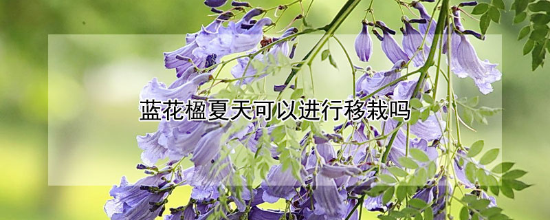 蓝花楹夏天可以进行移栽吗(蓝花楹夏天可以进行移栽吗图片)