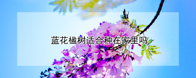 蓝花楹树适合种在家里吗(蓝花楹在家里种好吗)