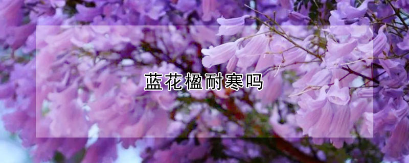 蓝花楹耐寒吗(蓝花楹耐热吗)