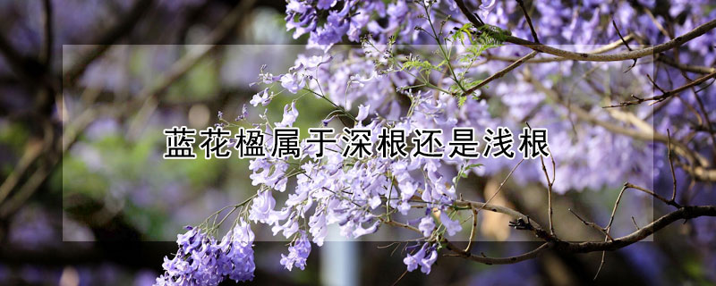 蓝花楹属于深根还是浅根(蓝花楹属于深根还是浅根花)