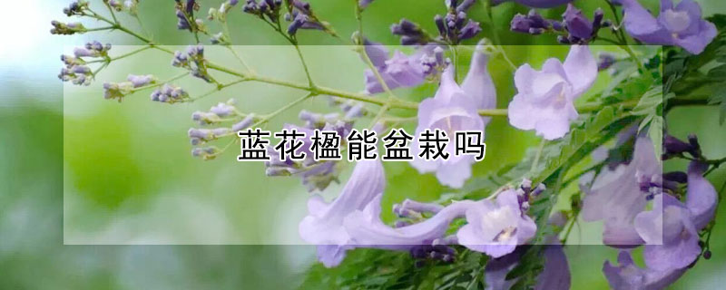 蓝花楹能盆栽吗(蓝花楹能盆栽吗视频)