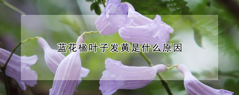 蓝花楹叶子发黄是什么原因(蓝花楹叶子枯萎)