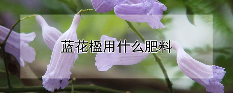 蓝花楹用什么肥料(蓝花楹用什么肥料好)