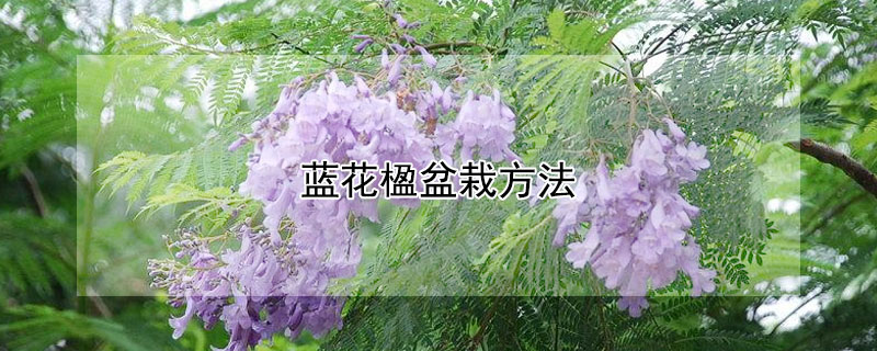 蓝花楹盆栽方法(蓝花楹移栽)