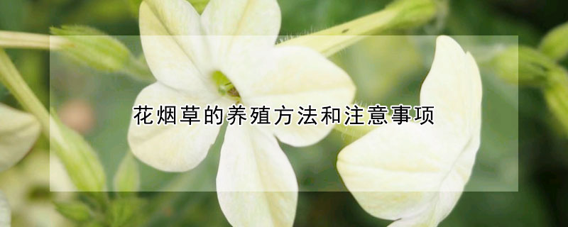 花烟草的养殖方法和注意事项(烟酒花怎么养)