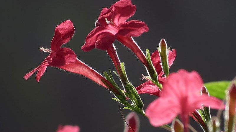 花烟草花期(烟草花几月开放)