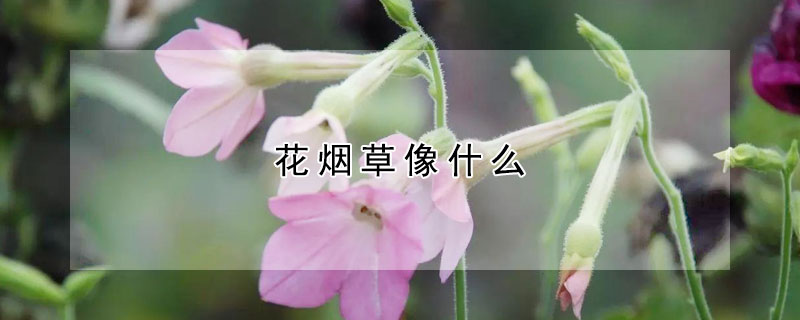 花烟草像什么(烟草花的样子是什么样的)