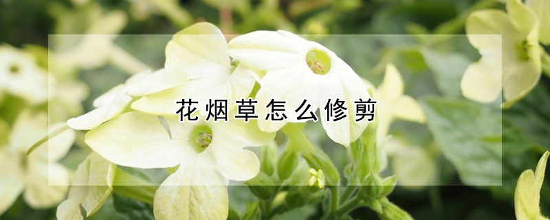 花烟草怎么修剪(花烟草怎么修剪视频)