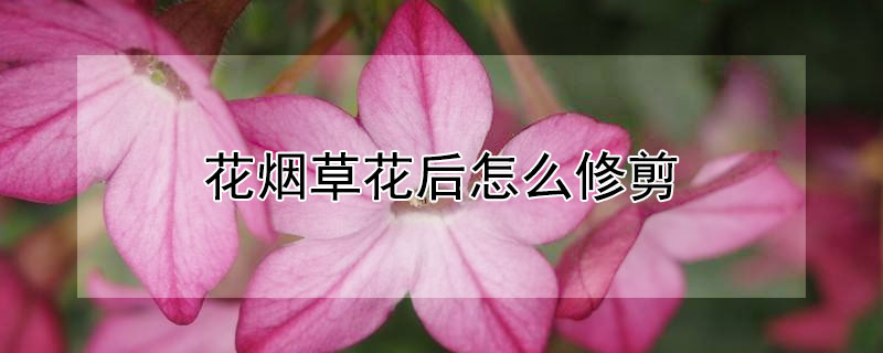 花烟草花后怎么修剪(花烟草的种植方法)