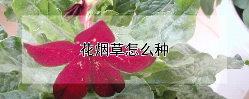 花烟草怎么种(花烟草盆栽)