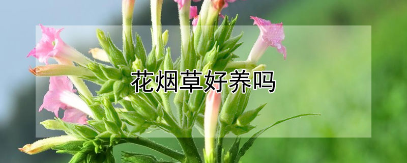 花烟草好养吗(烟叶可以养花吗)