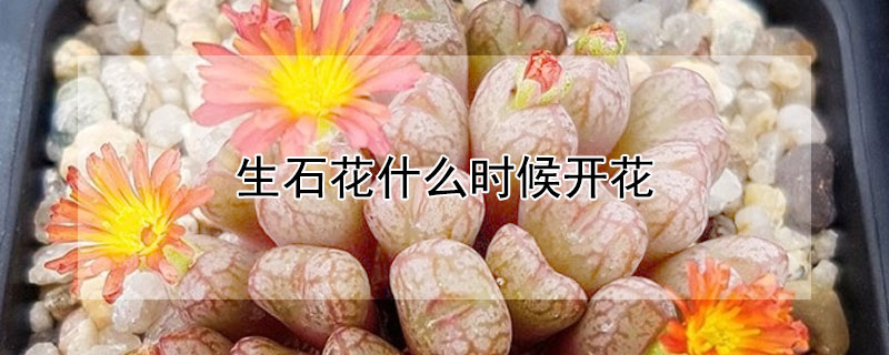 生石花什么时候开花(生石花哪个季节开花)