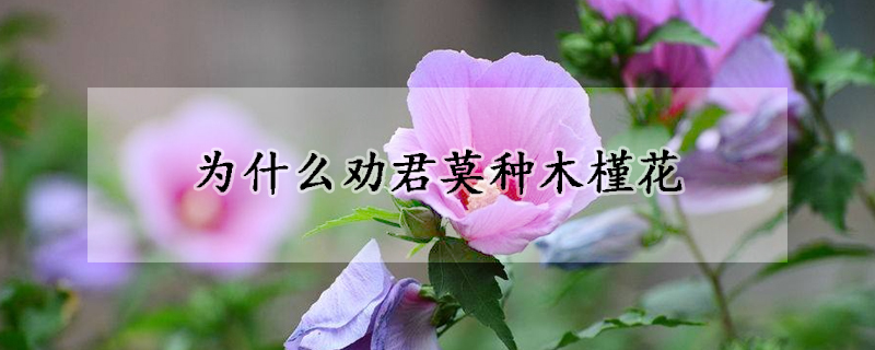 为什么劝君莫种木槿花(喜欢花木槿的有谁)