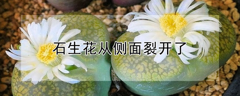 石生花从侧面裂开了(石生花从中间裂开)