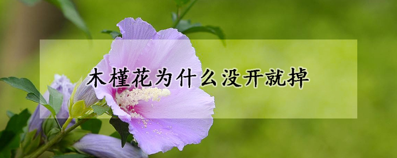 木槿花为什么没开就掉(木槿花为什么没开就掉花苞)