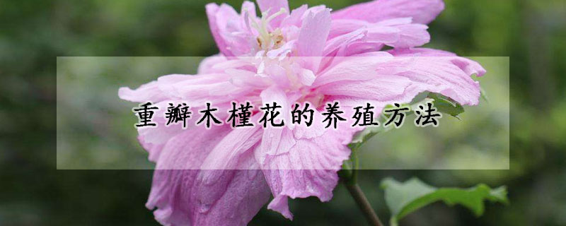 重瓣木槿花的养殖方法(重瓣木槿花怎么养)