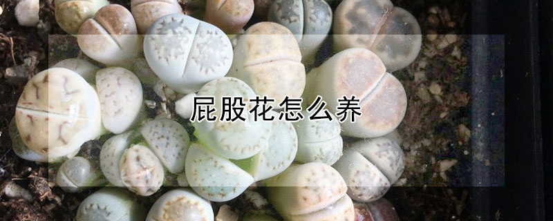 屁股花怎么养(屁屁花怎样养)