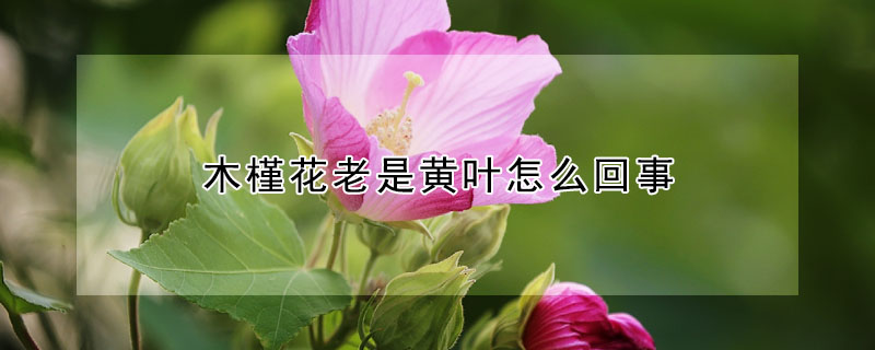 木槿花老是黄叶怎么回事(木槿花总黄叶子怎么回事)