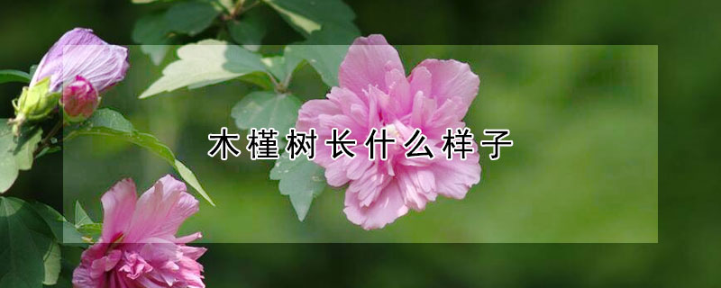 木槿树长什么样子(木槿树又叫什么树)