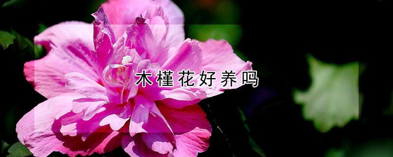 木槿花好养吗(木槿花好养吗?)