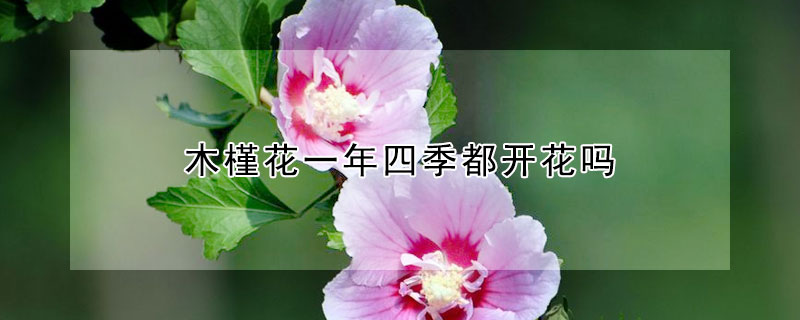 木槿花一年四季都开花吗(木槿花是一年四季都开吗)