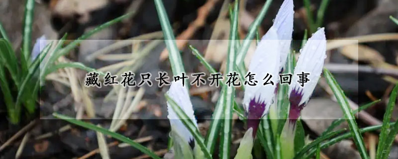 藏红花只长叶不开花怎么回事(藏红花一直不发芽)