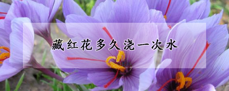 藏红花多久浇一次水(藏红花水能浇花吗?)