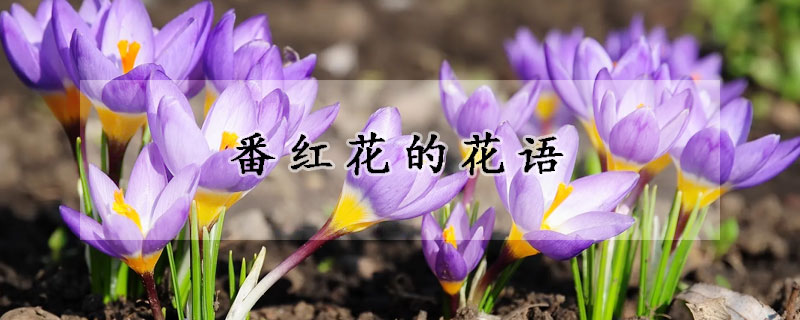 番红花的花语(紫色番红花的花语)