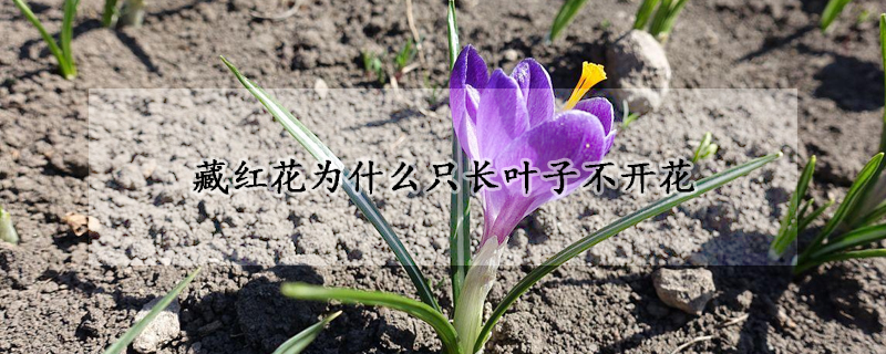 藏红花为什么只长叶子不开花(藏红花是开花的好还是不开花的好)