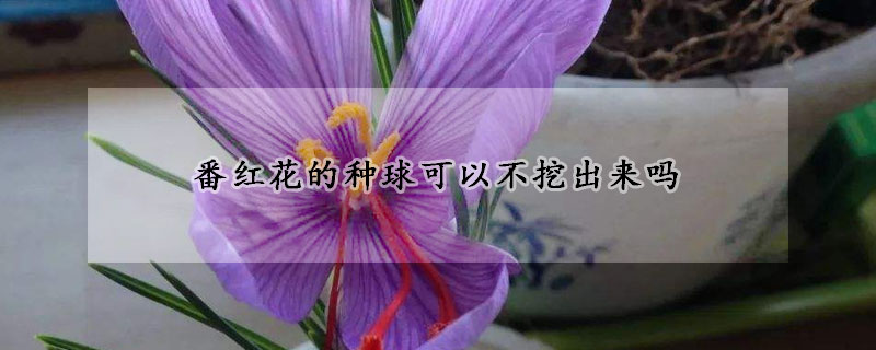 番红花的种球可以不挖出来吗(番红花开花后的球根怎么处理)