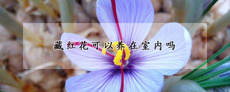 藏红花可以养在室内吗(藏红花能养在室内吗)