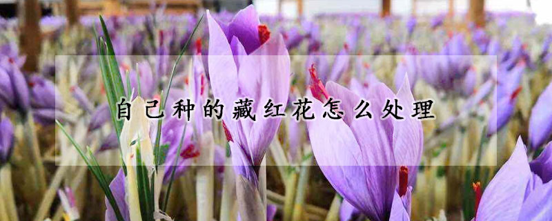 自己种的藏红花怎么处理(盆栽藏红花怎么管理)