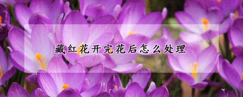 藏红花开完花后怎么处理(藏红花开完花后怎么处理好)