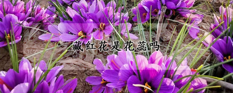 藏红花是花蕊吗