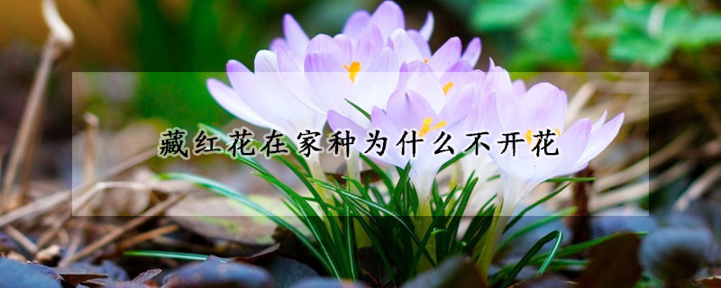 藏红花在家种为什么不开花(藏红花好栽吗)