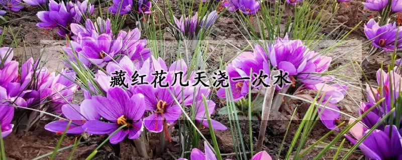 藏红花几天浇一次水(藏红花多久浇一次水)